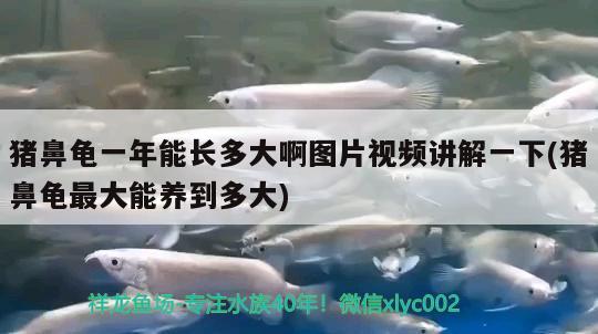 猪鼻龟一年能长多大啊图片视频讲解一下(猪鼻龟最大能养到多大)