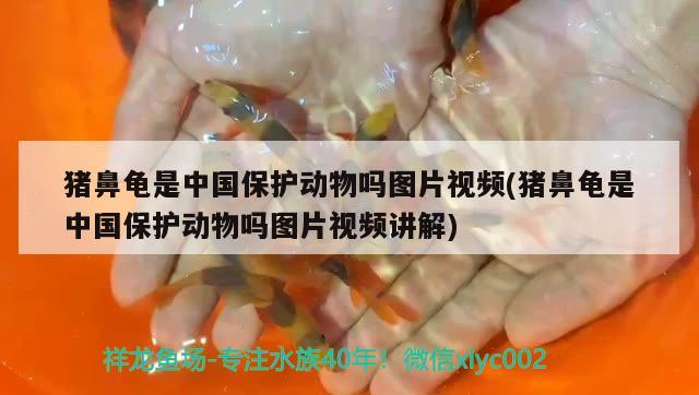猪鼻龟是中国保护动物吗图片视频(猪鼻龟是中国保护动物吗图片视频讲解)
