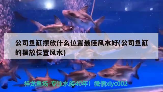 公司鱼缸摆放什么位置最佳风水好(公司鱼缸的摆放位置风水)