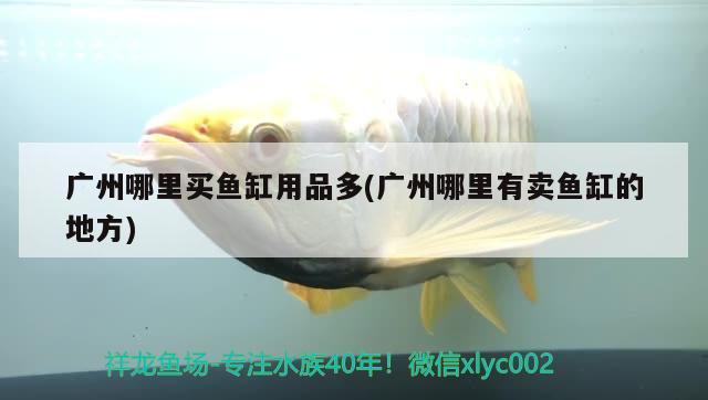 广州哪里买鱼缸用品多(广州哪里有卖鱼缸的地方) 纯血皇冠黑白魟鱼