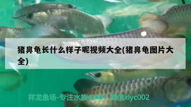 猪鼻龟长什么样子呢视频大全(猪鼻龟图片大全)