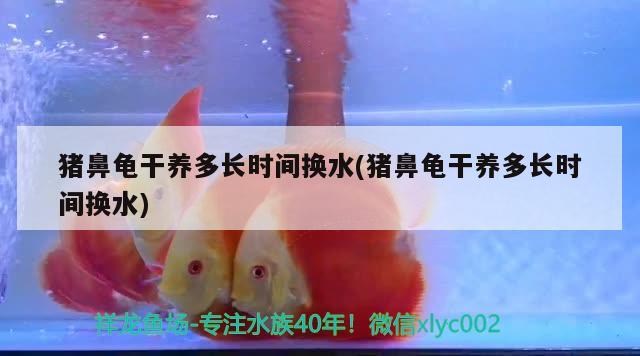 猪鼻龟干养多长时间换水(猪鼻龟干养多长时间换水) 猪鼻龟