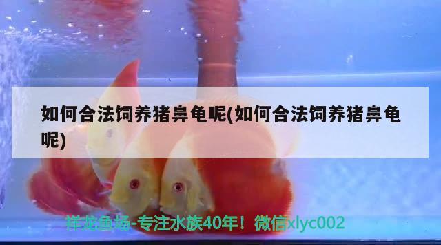 如何合法饲养猪鼻龟呢(如何合法饲养猪鼻龟呢)