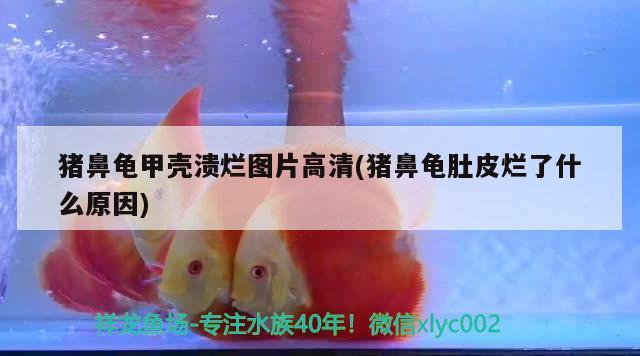 猪鼻龟甲壳溃烂图片高清(猪鼻龟肚皮烂了什么原因)