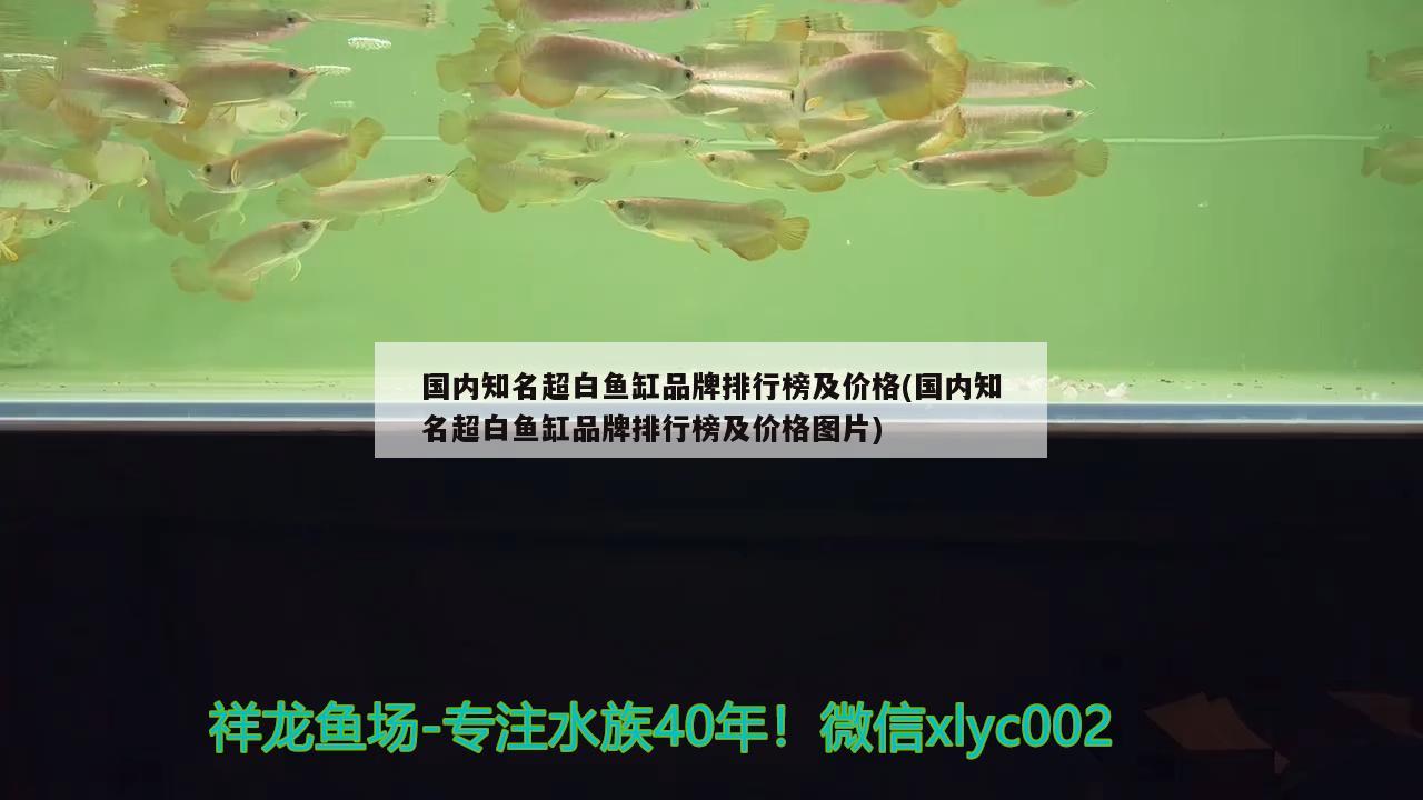 国内知名超白鱼缸品牌排行榜及价格(国内知名超白鱼缸品牌排行榜及价格图片)