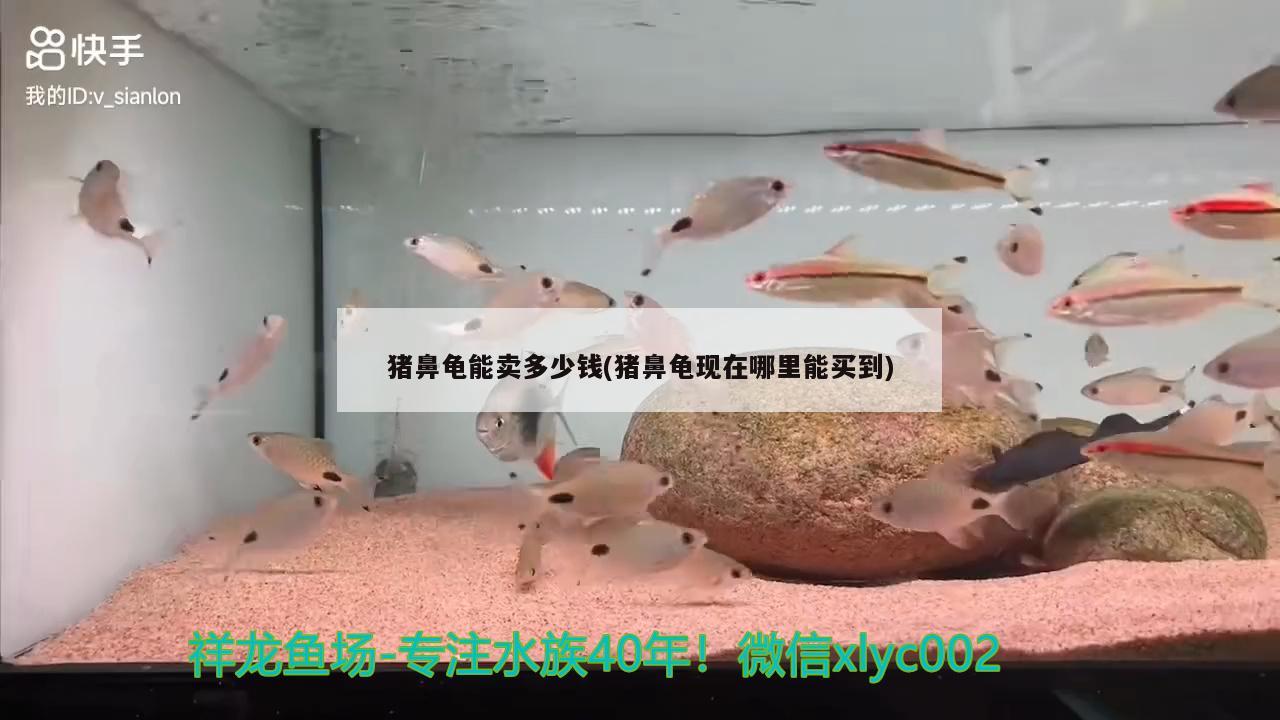 猪鼻龟能卖多少钱(猪鼻龟现在哪里能买到) 猪鼻龟