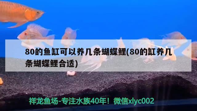 80的鱼缸可以养几条蝴蝶鲤(80的缸养几条蝴蝶鲤合适) 蝴蝶鲤