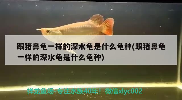 跟猪鼻龟一样的深水龟是什么龟种(跟猪鼻龟一样的深水龟是什么龟种)