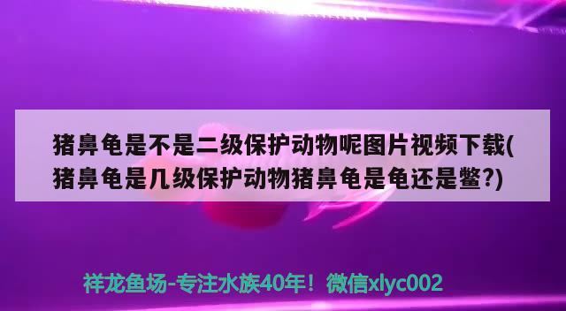 猪鼻龟是不是二级保护动物呢图片视频下载(猪鼻龟是几级保护动物猪鼻龟是龟还是鳖?)