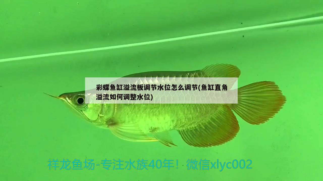 彩蝶鱼缸溢流板调节水位怎么调节(鱼缸直角溢流如何调整水位) 白子银龙鱼苗