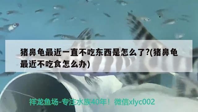 猪鼻龟最近一直不吃东西是怎么了?(猪鼻龟最近不吃食怎么办)