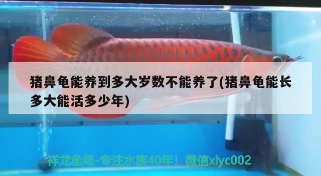 猪鼻龟能养到多大岁数不能养了(猪鼻龟能长多大能活多少年)