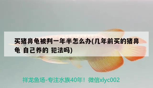 买猪鼻龟被判一年半怎么办(几年前买的猪鼻龟自己养的犯法吗) 猪鼻龟