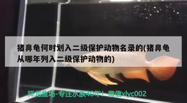 猪鼻龟何时划入二级保护动物名录的(猪鼻龟从哪年列入二级保护动物的)