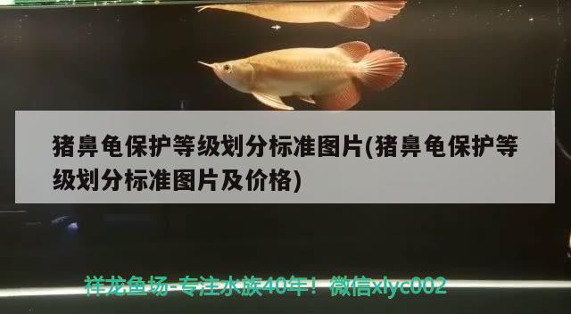 猪鼻龟保护等级划分标准图片(猪鼻龟保护等级划分标准图片及价格) 猪鼻龟