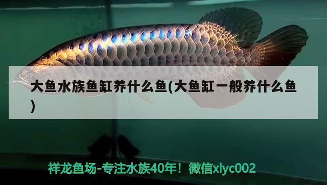 大鱼水族鱼缸养什么鱼(大鱼缸一般养什么鱼) 暹罗巨鲤