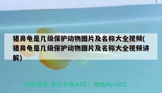 猪鼻龟是几级保护动物图片及名称大全视频(猪鼻龟是几级保护动物图片及名称大全视频讲解)