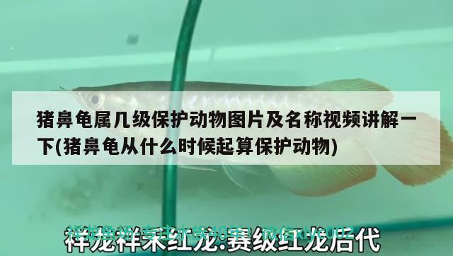 猪鼻龟属几级保护动物图片及名称视频讲解一下(猪鼻龟从什么时候起算保护动物)