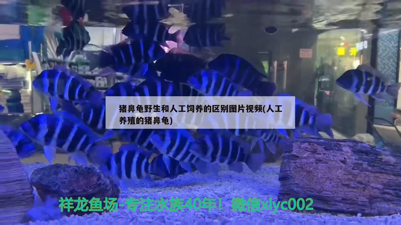 猪鼻龟野生和人工饲养的区别图片视频(人工养殖的猪鼻龟) 猪鼻龟