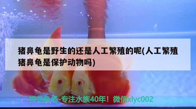 猪鼻龟是野生的还是人工繁殖的呢(人工繁殖猪鼻龟是保护动物吗)