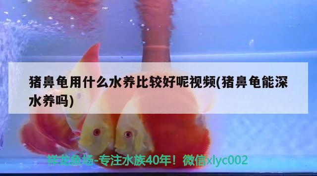 猪鼻龟用什么水养比较好呢视频(猪鼻龟能深水养吗) 猪鼻龟