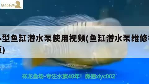 小型鱼缸潜水泵使用视频(鱼缸潜水泵维修视频) 水温计