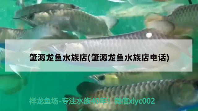 肇源龙鱼水族店(肇源龙鱼水族店电话)