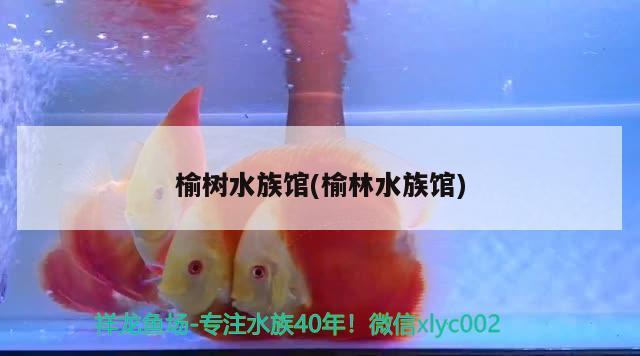 榆树水族馆(榆林水族馆) 黄金鸭嘴鱼 第2张