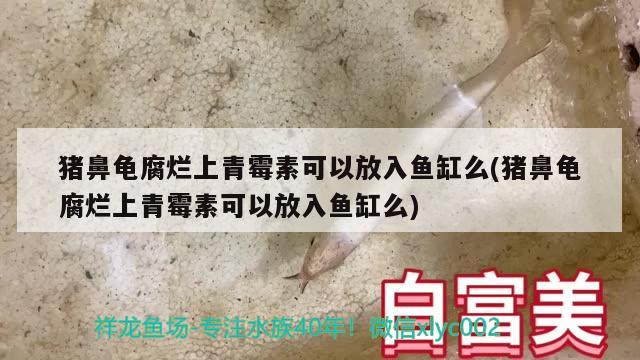 猪鼻龟腐烂上青霉素可以放入鱼缸么(猪鼻龟腐烂上青霉素可以放入鱼缸么) 猪鼻龟