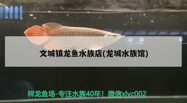 文城镇龙鱼水族店(龙城水族馆) 图腾金龙鱼