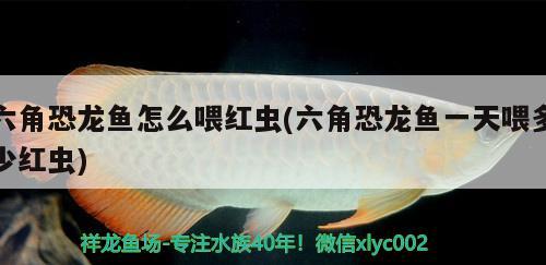 六角恐龙鱼怎么喂红虫(六角恐龙鱼一天喂多少红虫)