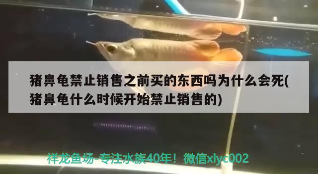 猪鼻龟禁止销售之前买的东西吗为什么会死(猪鼻龟什么时候开始禁止销售的) 猪鼻龟