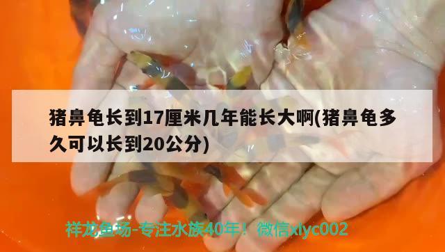 猪鼻龟长到17厘米几年能长大啊(猪鼻龟多久可以长到20公分)