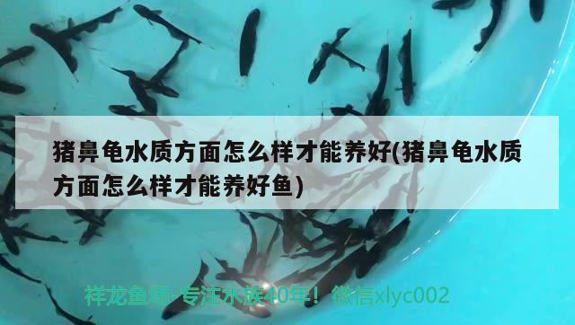 猪鼻龟水质方面怎么样才能养好(猪鼻龟水质方面怎么样才能养好鱼)