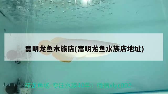 嵩明龙鱼水族店(嵩明龙鱼水族店地址) 观赏鱼市场