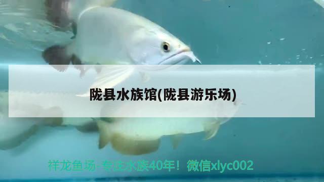 陇县水族馆(陇县游乐场) 黄金达摩鱼