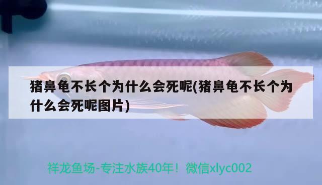 猪鼻龟不长个为什么会死呢(猪鼻龟不长个为什么会死呢图片) 猪鼻龟