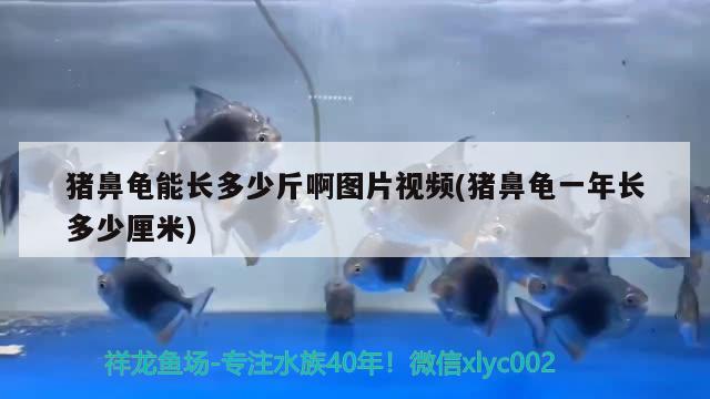 猪鼻龟能长多少斤啊图片视频(猪鼻龟一年长多少厘米)