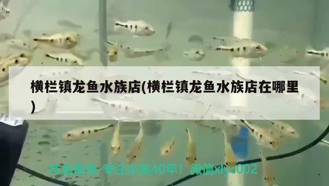 横栏镇龙鱼水族店(横栏镇龙鱼水族店在哪里) 狗仔招财猫鱼