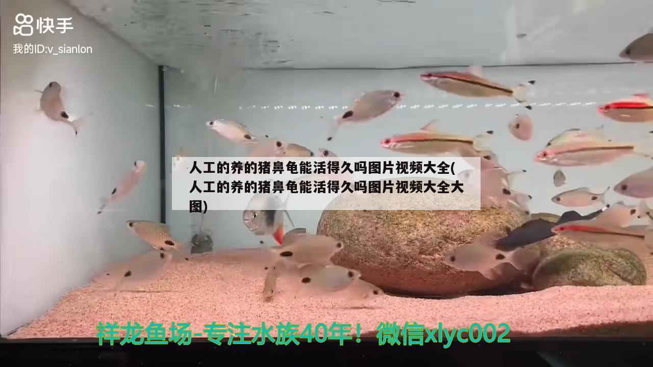 人工的养的猪鼻龟能活得久吗图片视频大全(人工的养的猪鼻龟能活得久吗图片视频大全大图)