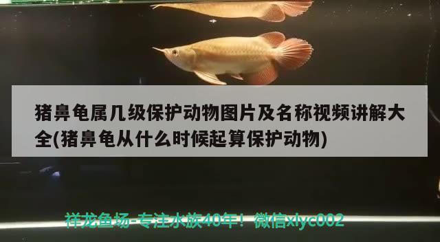 猪鼻龟属几级保护动物图片及名称视频讲解大全(猪鼻龟从什么时候起算保护动物)