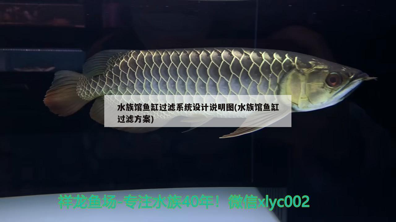 水族馆鱼缸过滤系统设计说明图(水族馆鱼缸过滤方案) 喷点菠萝鱼