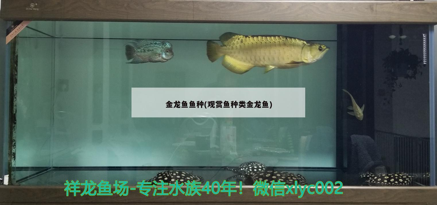 金龙鱼鱼种(观赏鱼种类金龙鱼)