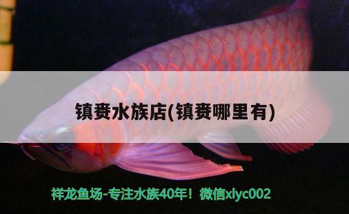 镇赉水族店(镇赉哪里有)