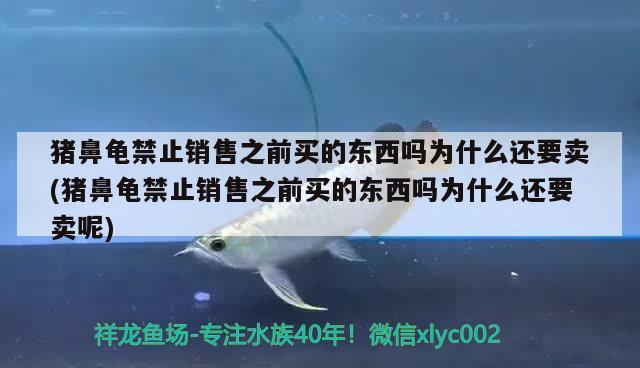 猪鼻龟禁止销售之前买的东西吗为什么还要卖(猪鼻龟禁止销售之前买的东西吗为什么还要卖呢) 猪鼻龟