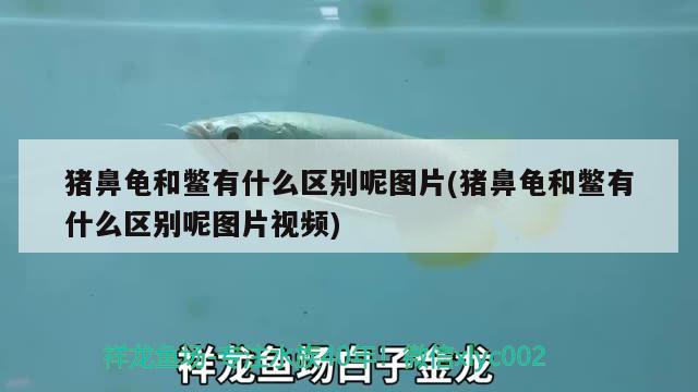 猪鼻龟和鳖有什么区别呢图片(猪鼻龟和鳖有什么区别呢图片视频) 猪鼻龟