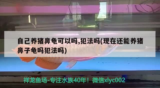 自己养猪鼻龟可以吗,犯法吗(现在还能养猪鼻子龟吗犯法吗) 猪鼻龟 第2张