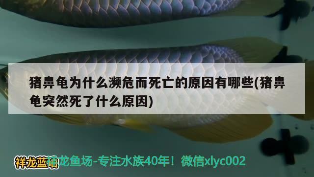 猪鼻龟为什么濒危而死亡的原因有哪些(猪鼻龟突然死了什么原因) 猪鼻龟