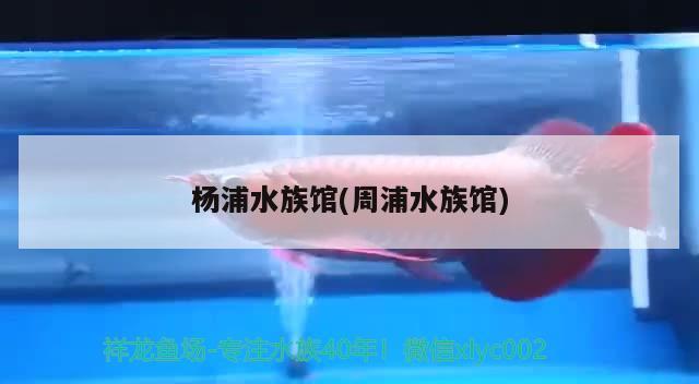 杨浦水族馆(周浦水族馆) 龙鱼专用灯