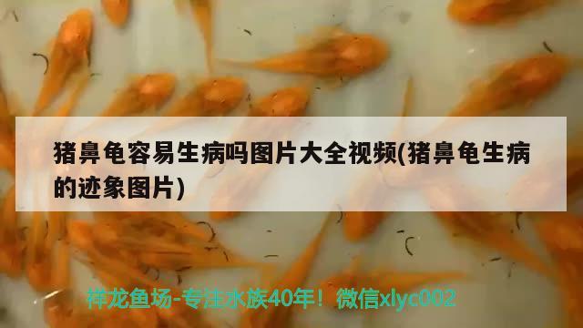 猪鼻龟容易生病吗图片大全视频(猪鼻龟生病的迹象图片)